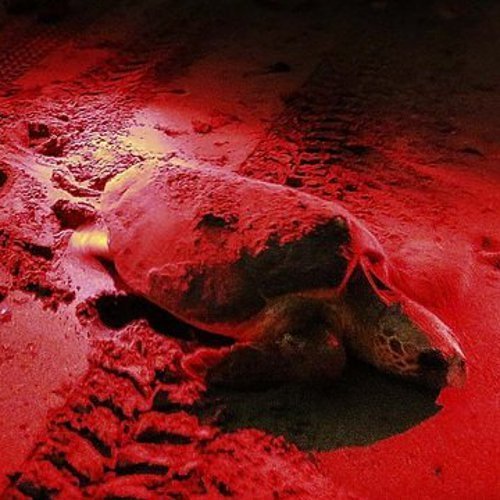 HQRP 9 LEDs Pocket Red Light Flashlight for Viewing Star Maps, Nighttime Activities - NewNest Australia