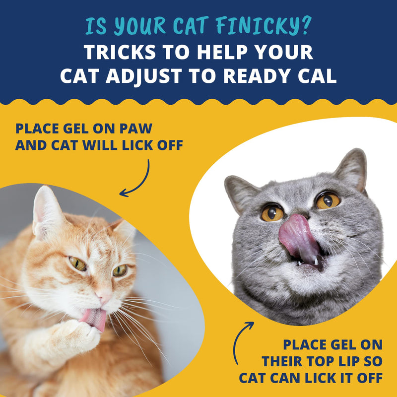 Under the Weather Pet | Ready Cal for Cats 100cc | High Calorie Nutritional Supplement for Weight Gain & Not Eating | 10 Vitamins, 7 Minerals, Omega Fatty Acids For Cats - Ready Cal 100cc - NewNest Australia