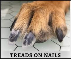 Dr. McHenry's Dog Toe Treads, Set of 24, Adhesive, Cleaning Brush, Increased Traction, Dog Mobility Support, X-Large Kit- Weight: 60-150 lbs. Net Weight 1.6 oz. X-Large Kit - Weight: 60-140 lbs. - PawsPlanet Australia