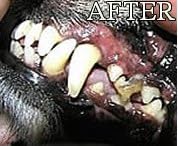 Gel with Wild Salmon Oil. As Seen On TV Pet Dental, Don't Mess with Harsh Chemicals in Your pet's Food or Water, Simply Swipe on Teeth and Your pet's Teeth and Gums Will Improve.