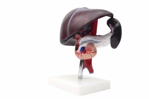BoNew Human Liver Pancreas Duodenum Anatomical Anatomy Model Medical Model Life Size