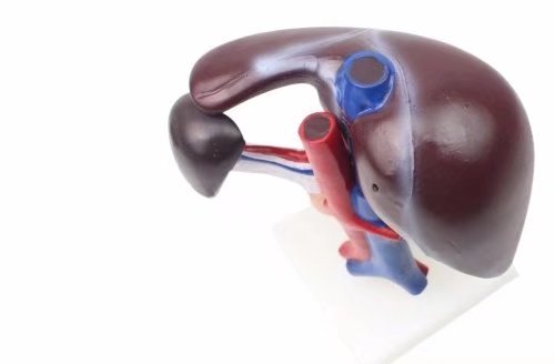 BoNew Human Liver Pancreas Duodenum Anatomical Anatomy Model Medical Model Life Size