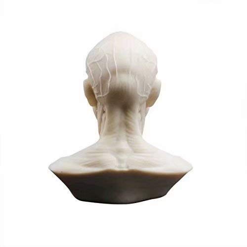 Human Model Anatomy Skull Head Muscle Bone Medical Model Mini Size