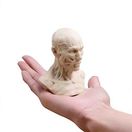 Human Model Anatomy Skull Head Muscle Bone Medical Model Mini Size