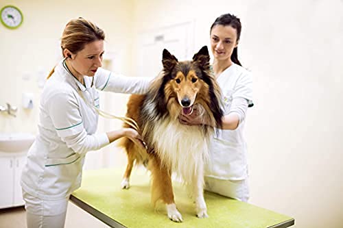 Vet's Advantage 100% Pure Stone-ground Milk Thistle Powder for Dogs - for Optimal Liver Health & Detoxification - PawsPlanet Australia