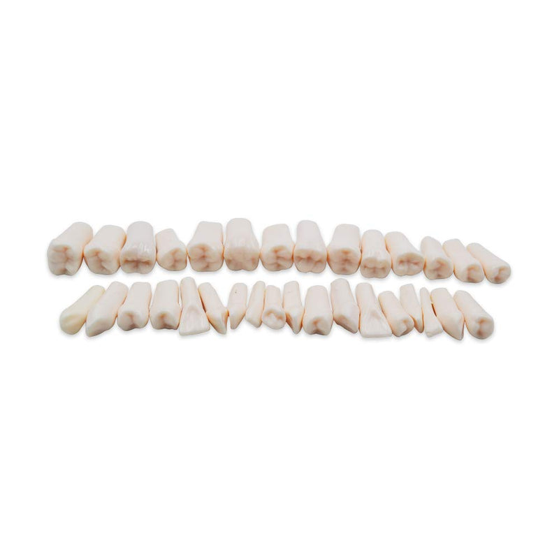 32pcs Removable Teeth Piece for Typodont Teeth Model Compatible with Kilgore Nissin for Teaching, Study - NewNest Australia