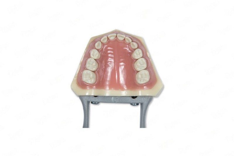 Dental Educational Pediatric Model with Removable Teeth