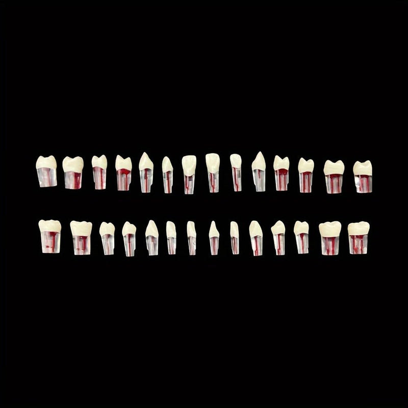 Dental RCT Root Canal Practice Model, Teaching, Study Teeth Model, Endo Teeth, fits with NISSIN Type 28 Teeth Typodont (28pcs/Set) 28pcs/set