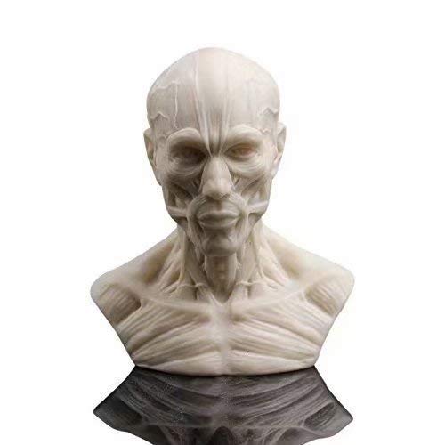 Human Model Anatomy Skull Head Muscle Bone Medical Model Mini Size