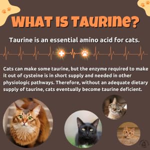 Taurine for Cats - Taurine Powder for All Ages Including Kittens - 144+ Servings - 500mg Supplement - unscented (6oz) 6oz
