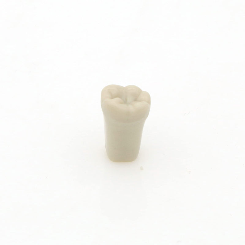 Dental Columbia 860 Type 32 Pcs Removeable Teeth Typodont Exam Restorative Model M8030 (T-8030-32Pcs Replace Teeth)