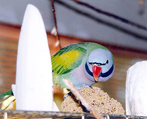 6.29"-7" Large Cuttlebone for Birds, Parakeets Cuddle Bone, Cuttlefish Bone for Sharp Beaks, Natural Calcium for Parrots Tortoise, 4pcs - PawsPlanet Australia