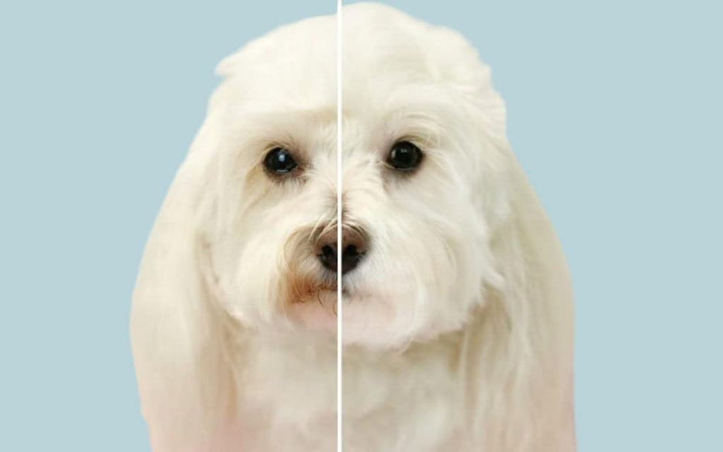 Happy Tears® Kit Complete Tear Stain Remover for Dogs - PawsPlanet Australia