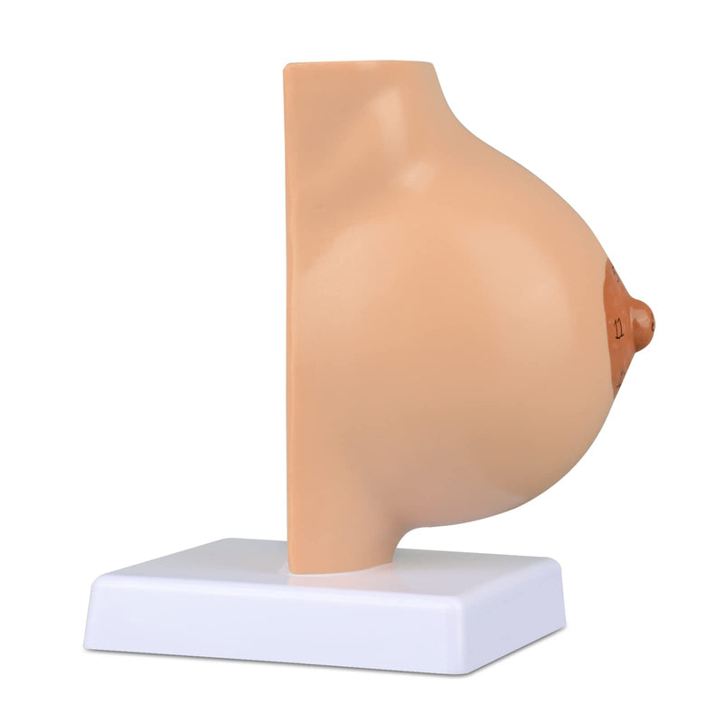 Ultrassist Non-Lactating Breast Model, Human Anatomy Model， Breast Anatomical Model with Study Card for Doctor Surgeon Gift Non-Lactating Breast Sagittal Section Model