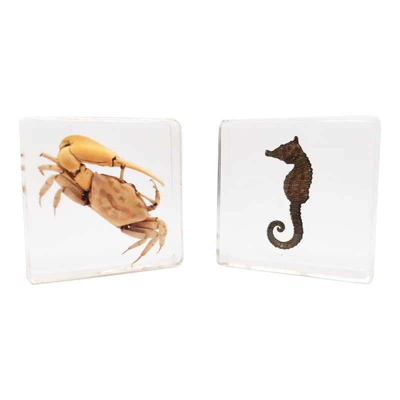 Insect Specimens Set, Fiddler Crab and Sea Horse Specimens in Resin, Animal Taxidermy Collection for Science Education & Desk Ornament (FBBJ-02) Fiddler Crab & Sea Horse