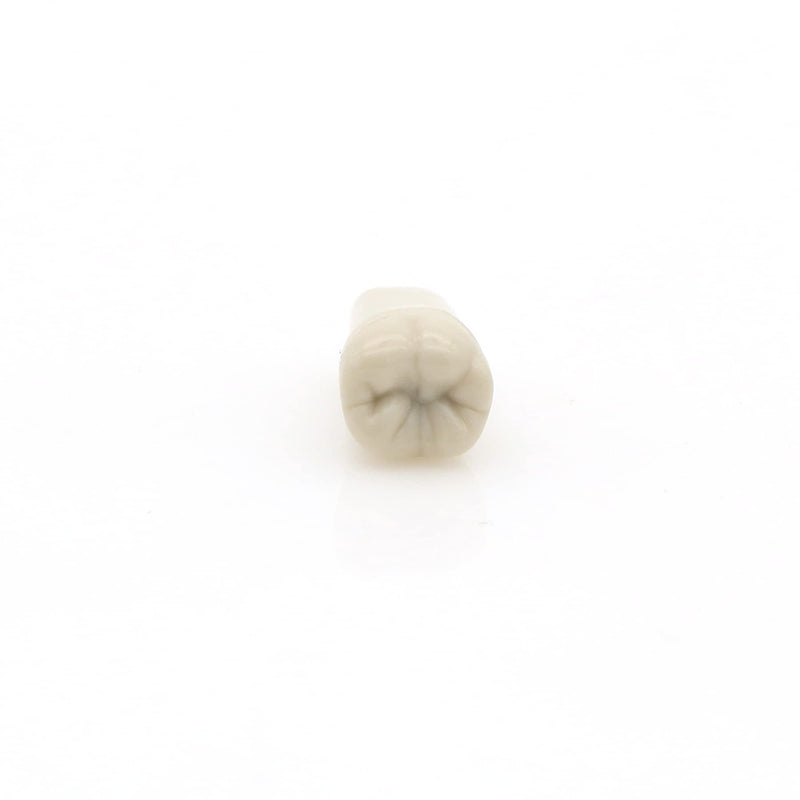 Dental Columbia 860 Type 32 Pcs Removeable Teeth Typodont Exam Restorative Model M8030 (T-8030-32Pcs Replace Teeth)