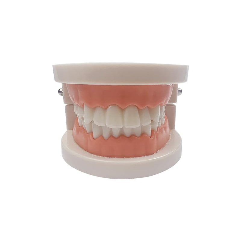 Decay Tooth Model, YOUYA Dental Caries Standard Teeth Teaching Model Study Tool Adult Disease Standard Typodont Demonstration Teeth Model for Kids Oral Care Teaching