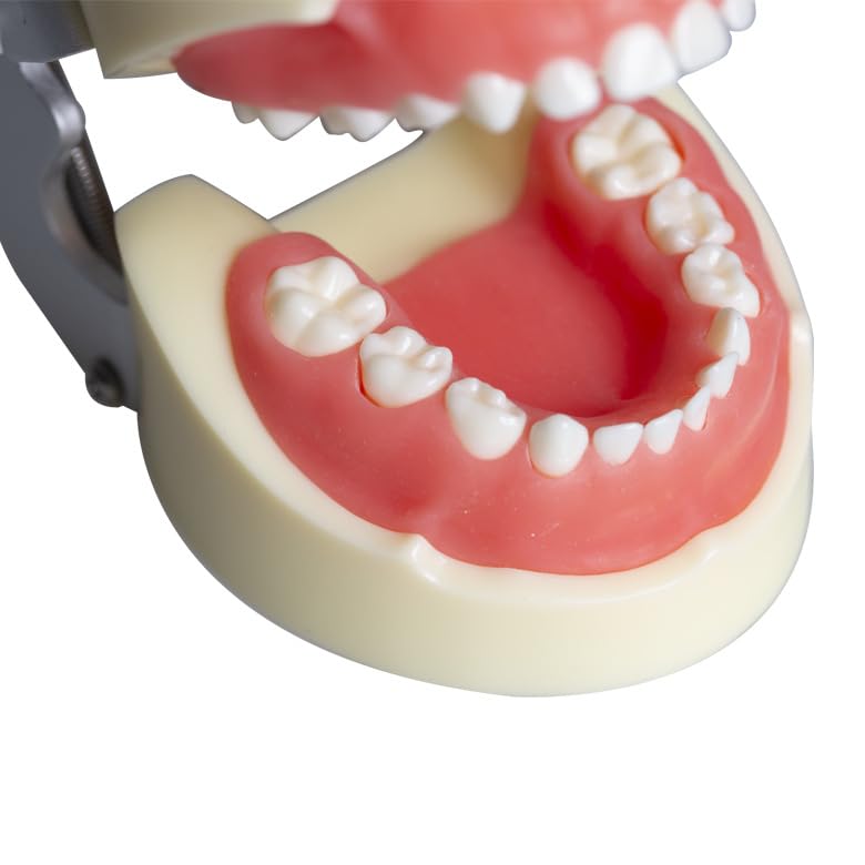 Typodont Child Teeth Model, with 24pcs Removable Teeth, Compatible with Kilgore Nissin for Teaching, Study