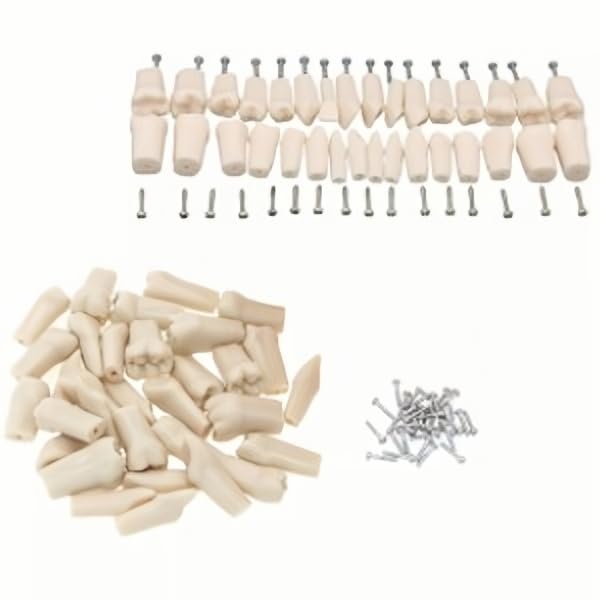 32pcs Removable Teeth Piece for Typodont Teeth Model Compatible with Kilgore Nissin for Teaching, Study