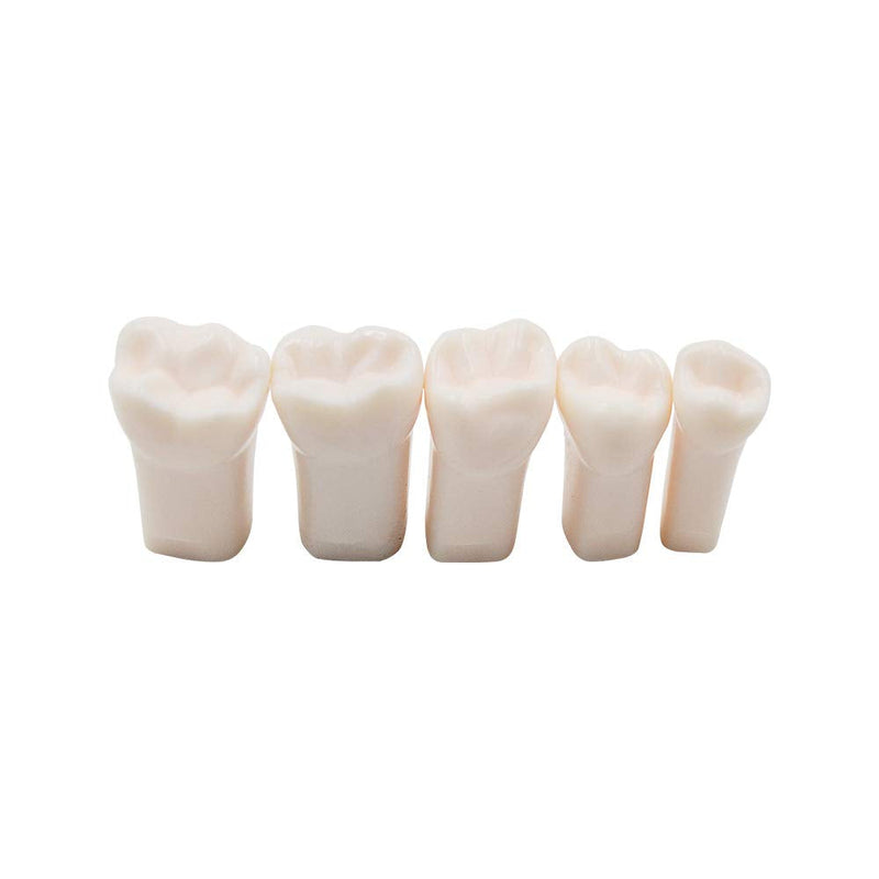32pcs Removable Teeth Piece for Typodont Teeth Model Compatible with Kilgore Nissin for Teaching, Study - NewNest Australia