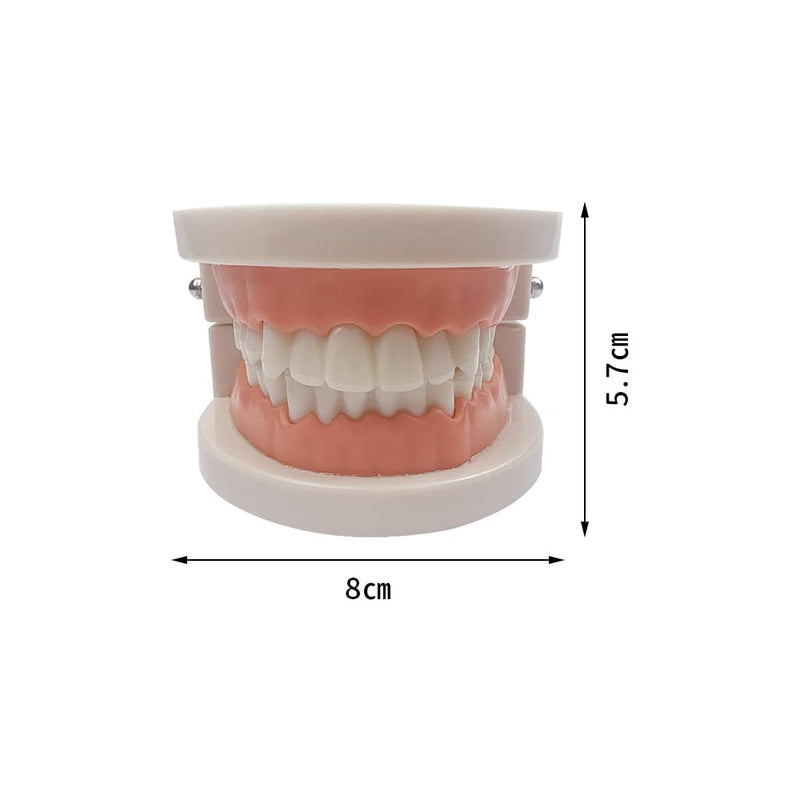 Decay Tooth Model, YOUYA Dental Caries Standard Teeth Teaching Model Study Tool Adult Disease Standard Typodont Demonstration Teeth Model for Kids Oral Care Teaching
