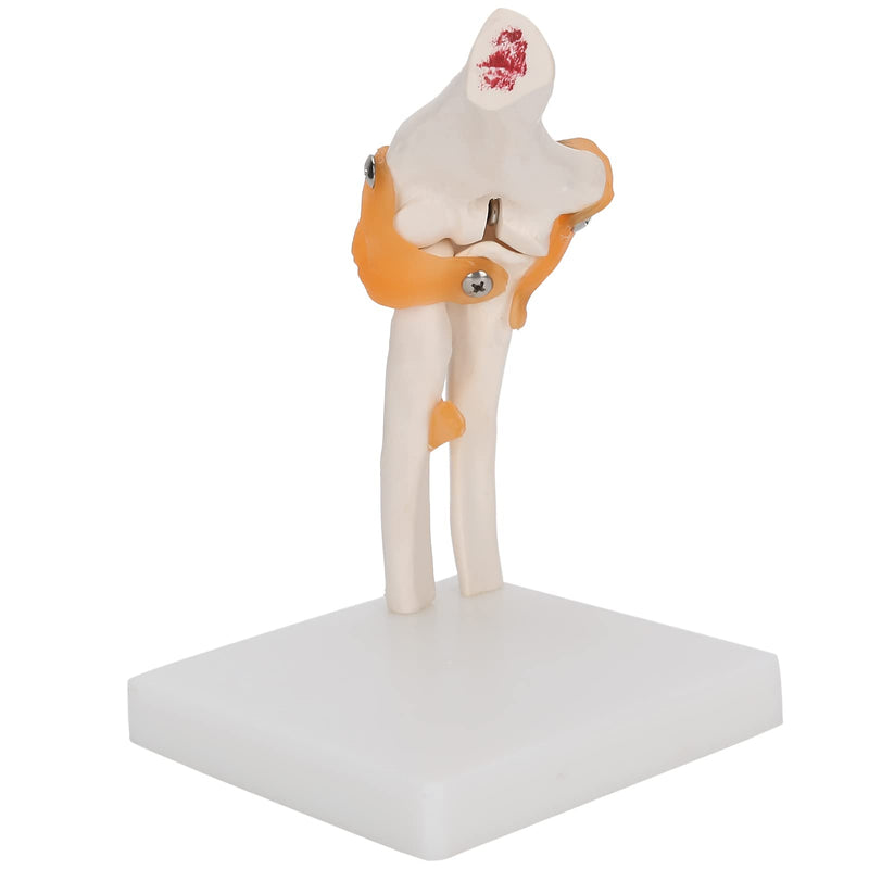 Elbow Joint Model, Elbow Joint Model Life Size Accurate Elbow Skeleton Model Boned Shoulder Joint Model for Study Display Teaching