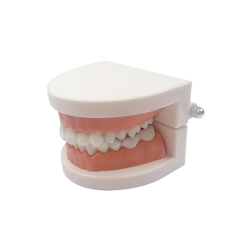 Decay Tooth Model, YOUYA Dental Caries Standard Teeth Teaching Model Study Tool Adult Disease Standard Typodont Demonstration Teeth Model for Kids Oral Care Teaching
