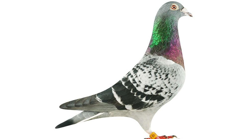 Farmalab Natural Dewormer Internal & External 100 Tabs Poultry - Vitamin for Poultry Rooster Hen Chicken Baby Chick Doves Pigeons and All Caged Birds (Pigeon Doves Squail) 100 Tabs Pigeons