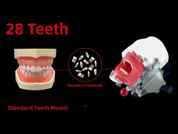 Dental RCT Root Canal Practice Model, Teaching, Study Teeth Model, Endo Teeth, fits with NISSIN Type 28 Teeth Typodont (28pcs/Set) 28pcs/set