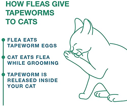 Bayer Expert Care Tapeworm Dewormer for Cats and Kittens - PawsPlanet Australia