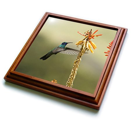 3dRose Sparkling Violetear Hummingbird, Chimborazo, Ecuador SA07 POX2231 Pete Oxford Trivet with Ceramic Tile, 8 by 8", Brown
