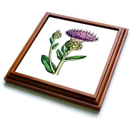 3dRose 1859 Image of a Vintage Thistle Trivet with Ceramic Tile, 8 by 8", Brown