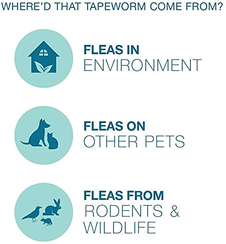 Bayer Expert Care Tapeworm Dewormer for Cats and Kittens - PawsPlanet Australia