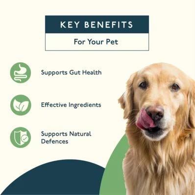 Petlab Co. Dog Probiotic Chew Supplement | Supports Gut Health & Body’s Natural Defences | Probiotics For Dogs – Formulated WIth Inulin, Bacillus subtilis, Kelp & Blueberries - PawsPlanet Australia