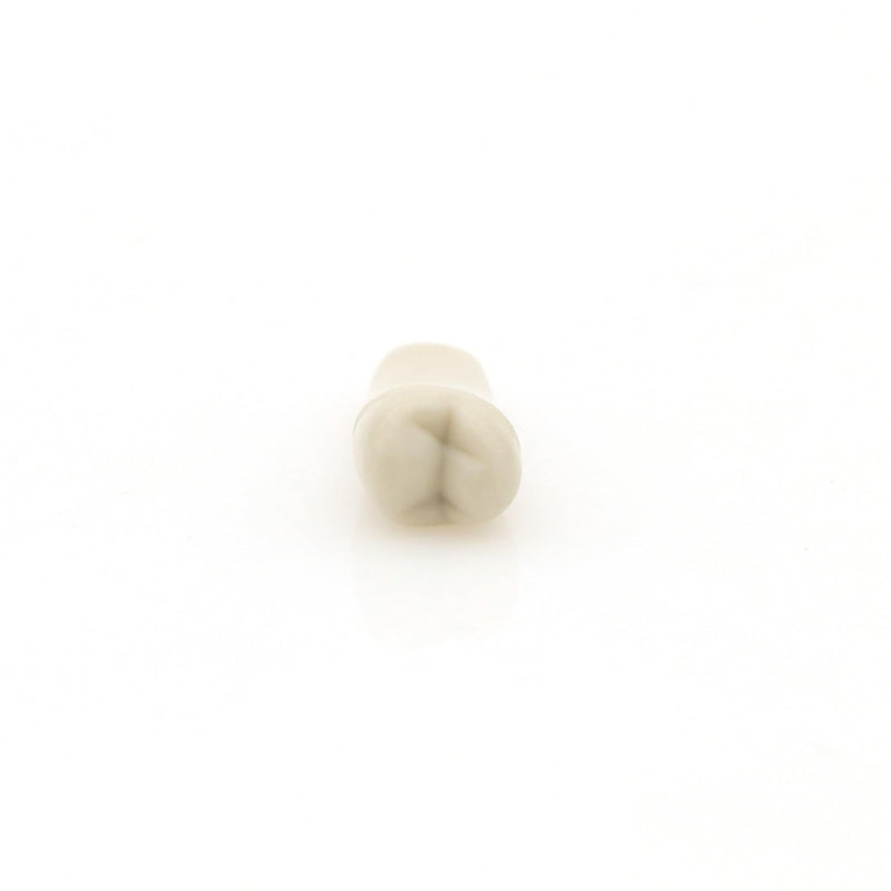 Dental Columbia 860 Type 32 Pcs Removeable Teeth Typodont Exam Restorative Model M8030 (T-8030-32Pcs Replace Teeth)