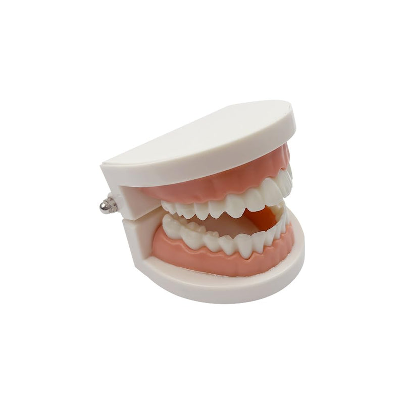 Decay Tooth Model, YOUYA Dental Caries Standard Teeth Teaching Model Study Tool Adult Disease Standard Typodont Demonstration Teeth Model for Kids Oral Care Teaching