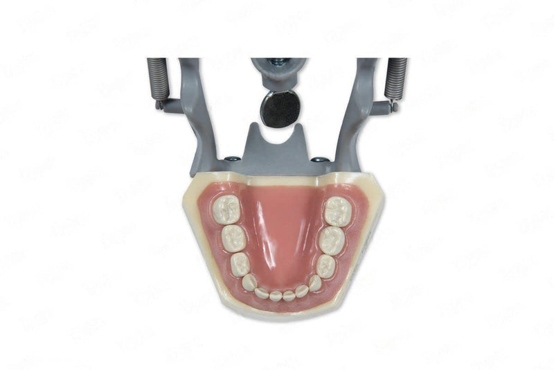 Dental Educational Pediatric Model with Removable Teeth