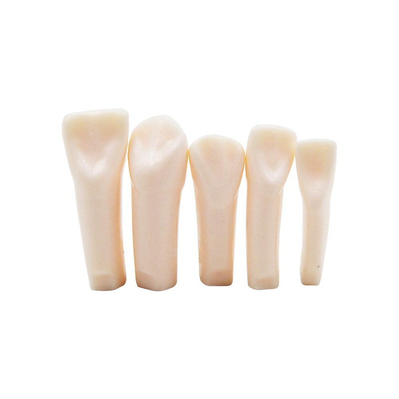 32pcs Removable Teeth Piece for Typodont Teeth Model Compatible with Kilgore Nissin for Teaching, Study - NewNest Australia