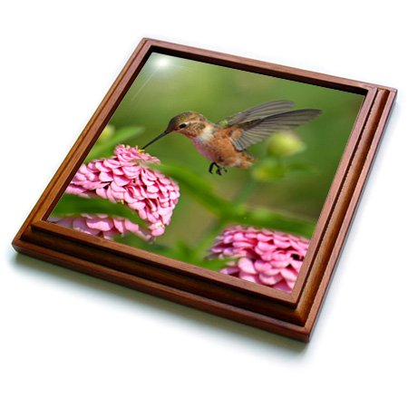 3dRose Hummingbird in a Summer Garden-Photography Trivet with Ceramic Tile, 8 by 8", Brown