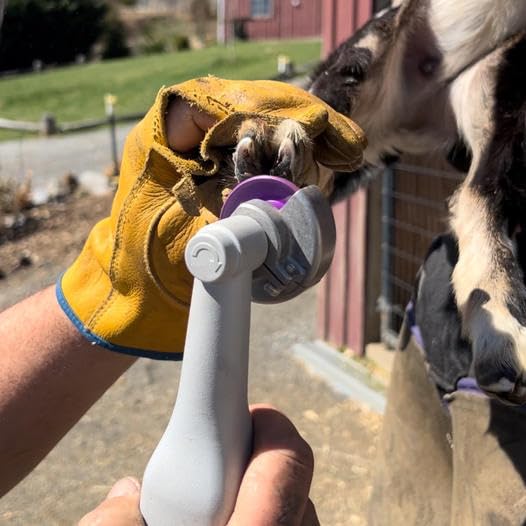 Purple Dome Top Fine Grit 2" Disc - Precision Hoof Trimming Tool for Smooth Finishing - Ideal for Goats, Horses, Sheep, Pigs & Cattle - Durable Replacement Disc for Hoof Boss Trimmer Tools