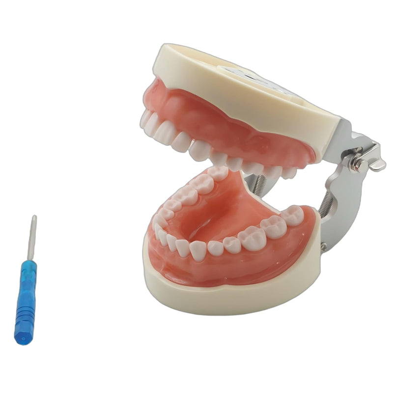 Dental Teaching Model with 32 Removable Teeth, Educational Practice Tool, Study Aid with Screwdriver