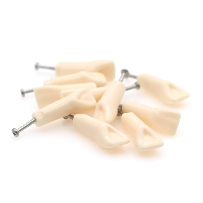 10pcs Dental Typodont Practice Teeth Study Model Individual Replacement Teeth Student Teaching Resin Filling Training Compatible Kilgore Nissin 200 Type (21#) 21#