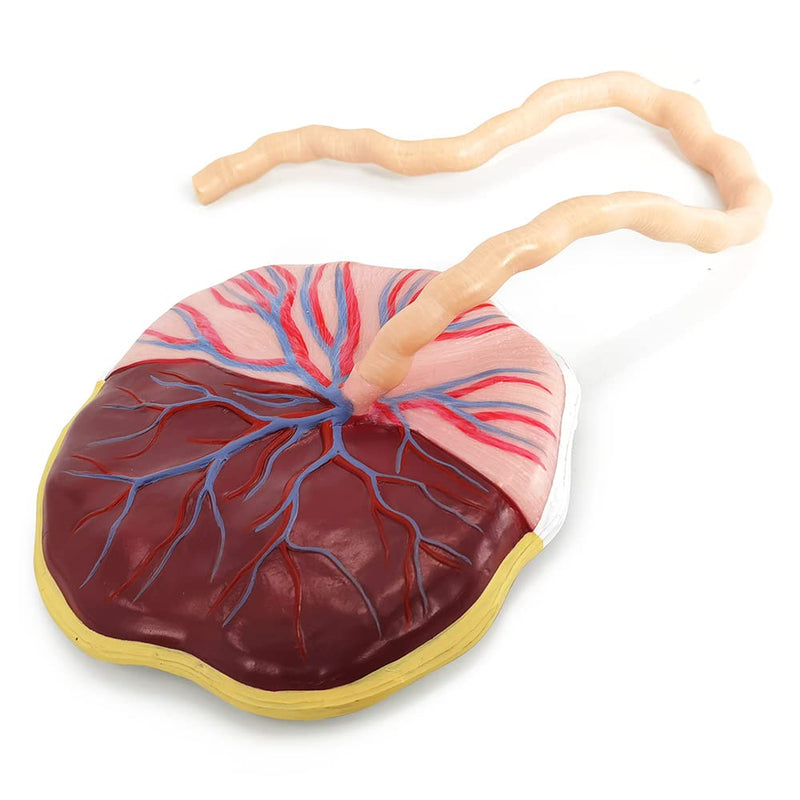 Placenta Umbilical Cord Anatomical Model, Life Size Umbilical Cord Placenta Model with Veins Arterial Embryo Tissue Structure for Obstetrics and Gynecology Teaching Tool with Base