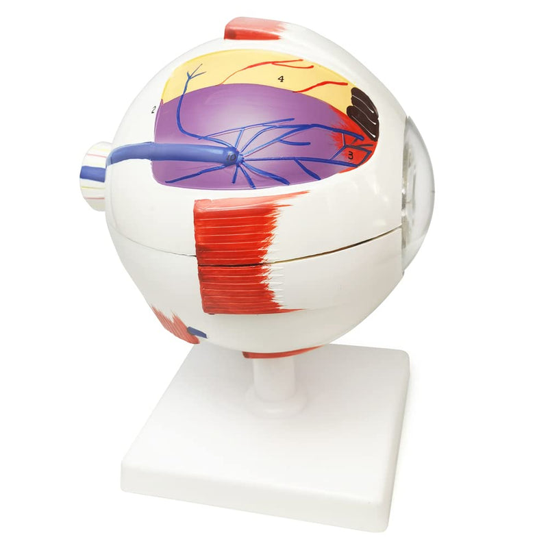 6X Enlarged Human Eye Anatomical Model, 6 Parts Eyeball Anatomical Model Showing Optic Nerve Cornea Iris Lens and Vitreous Body with Detachable Stand for Medical Classroom Teaching Research