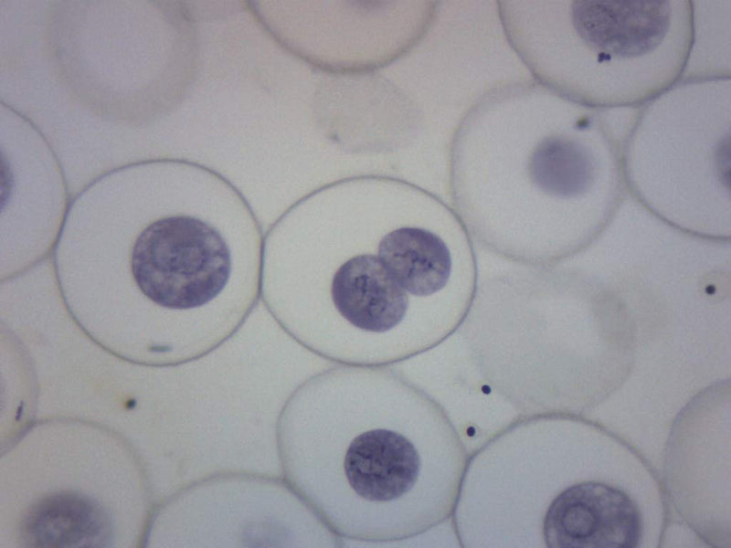 EISCO Ascaris & Onion Mitosis, Prepared Microscope Slide - 75 x 25mm - Plant & Animal Mitosis, Introductory Microscopy Single Slide