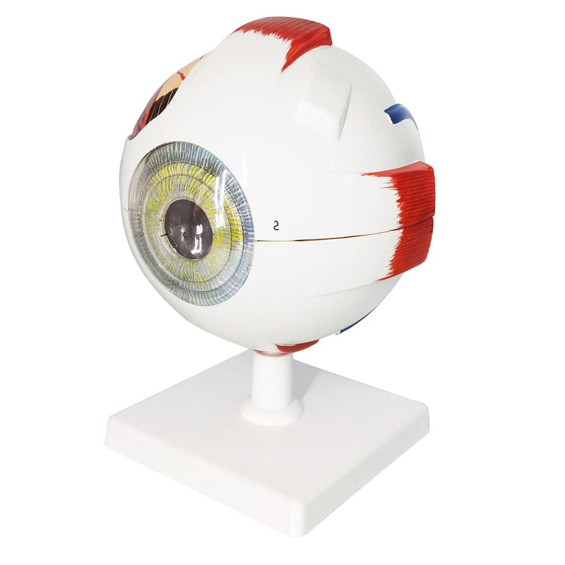 EVOTECH SCIENTIFIC Human Eye Anatomy Model, 6 Parts 6X Enlarged Eyeball Anatomical Model Shows Optic Nerves Cornea Iris Lens and Vitreous Body with Removable Stand for Medical Classroom Teaching Study