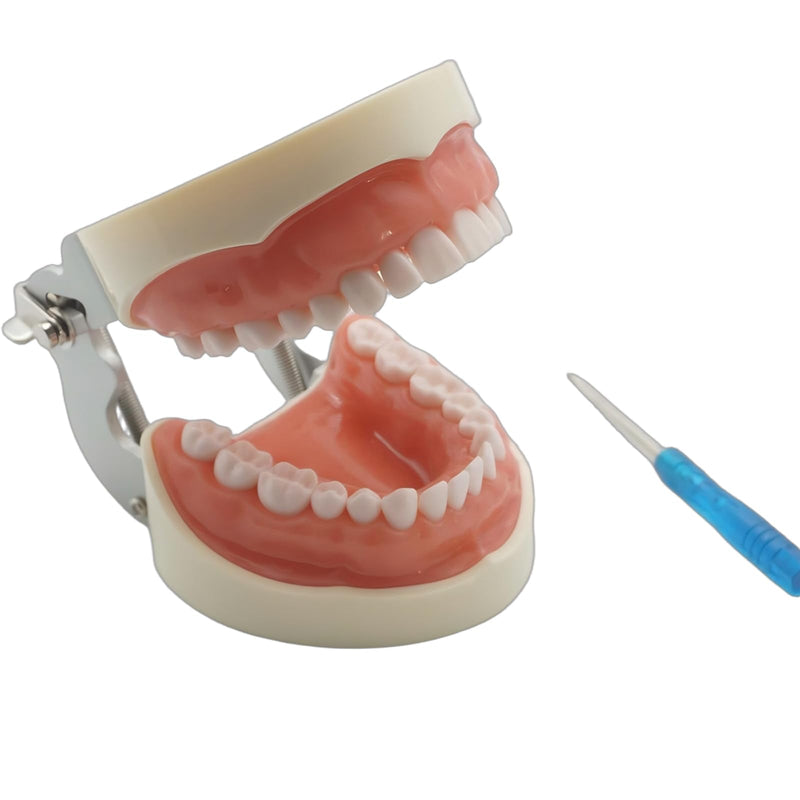Dental Teaching Model with 32 Removable Teeth, Educational Practice Tool, Study Aid with Screwdriver