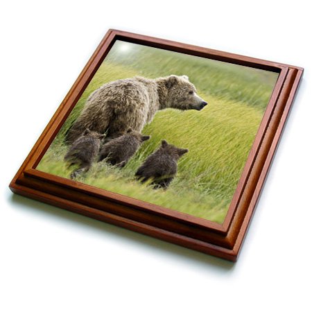 3dRose Alaska, Lake Clark NP, Grizzly Bear US02 BJA0125 Jaynes Gallery Trivet with Ceramic Tile, 8 by 8", Brown