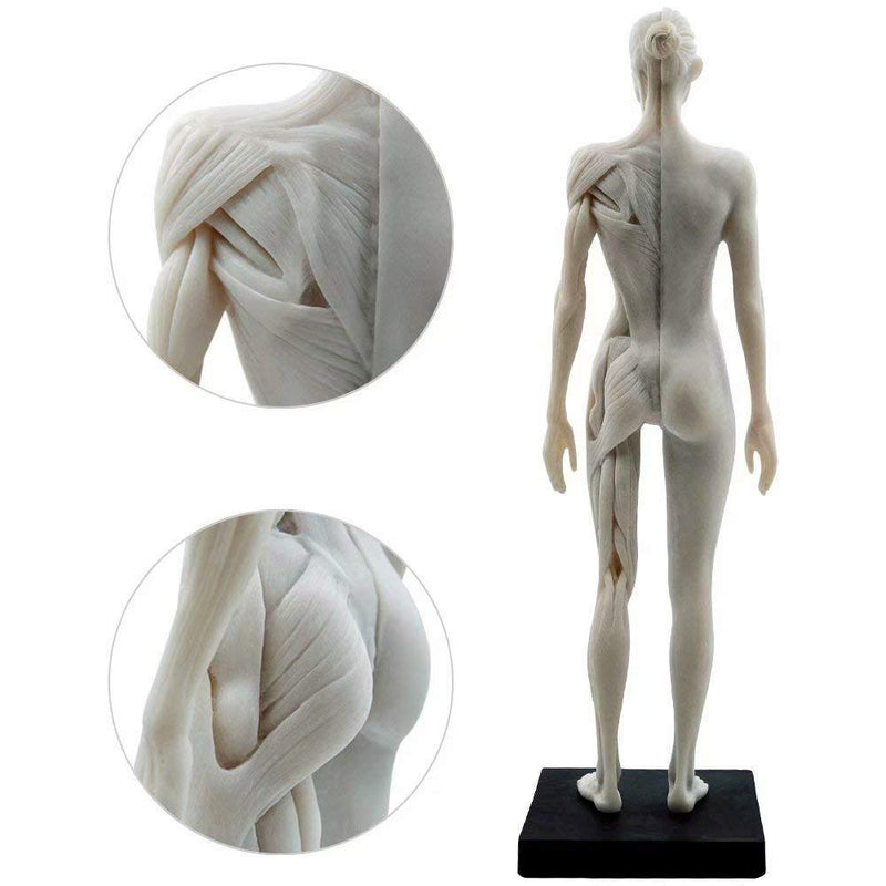 1 Pcs 11 Inch Female Human Anatomical Model Art Anatomical Figure White Color