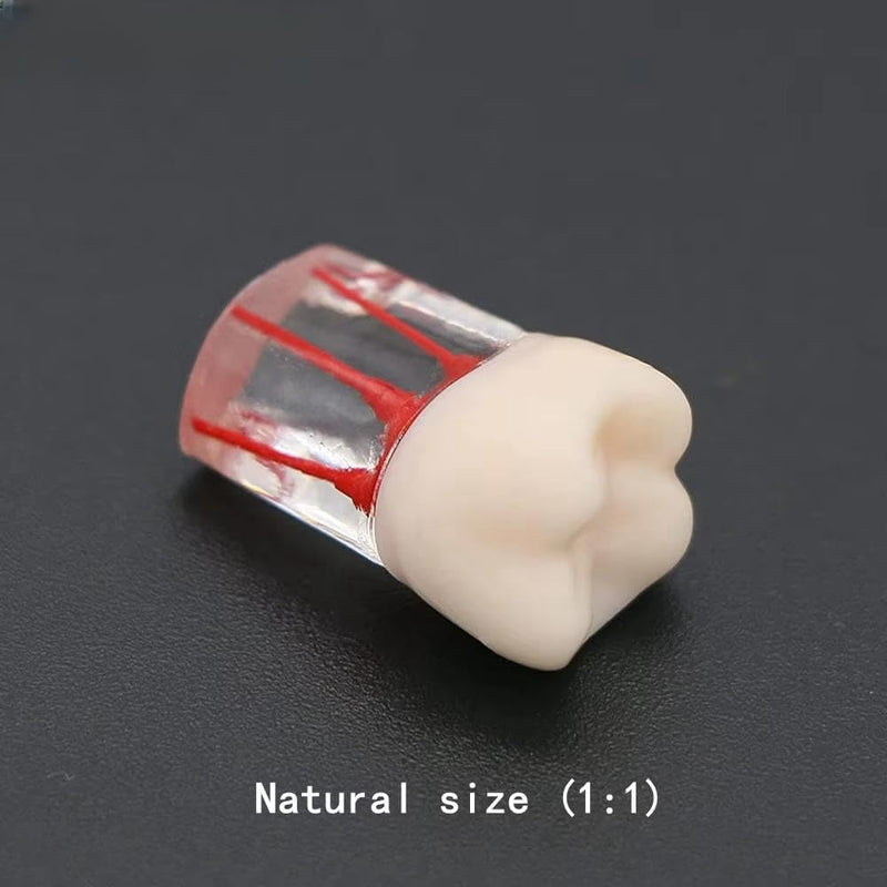 Dental RCT Root Canal Practice Model, Teaching, Study Teeth Model, Endo Teeth, fits with NISSIN Type 28 Teeth Typodont (28pcs/Set) 28pcs/set